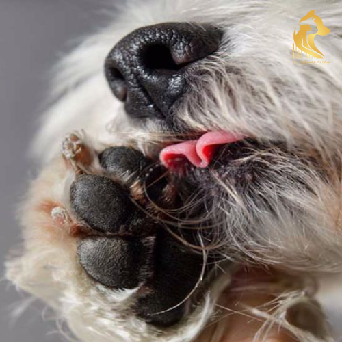 بیماری لیسیدن زیاد پنجه‌ها در سگ (نورودرماتیت)۳
