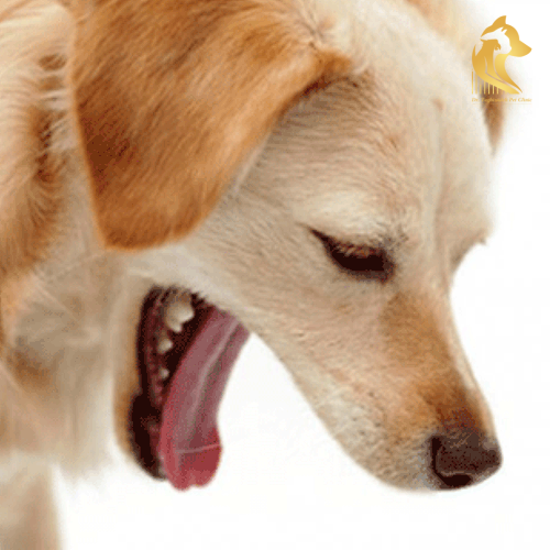 علت زخم معده یا اولسر در سگ ها1